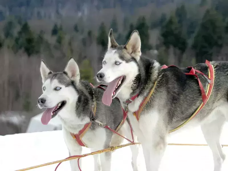 Todtmoos_Schlittenhunderennen_ 09